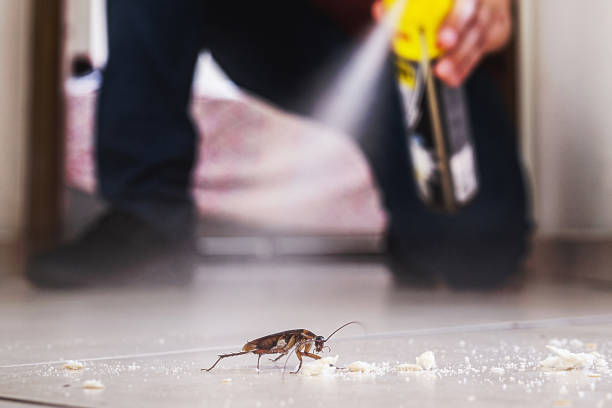 Flea Control Services in Brentwood, CA