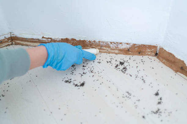 Best Pest Inspection Near Me  in Brentwood, CA